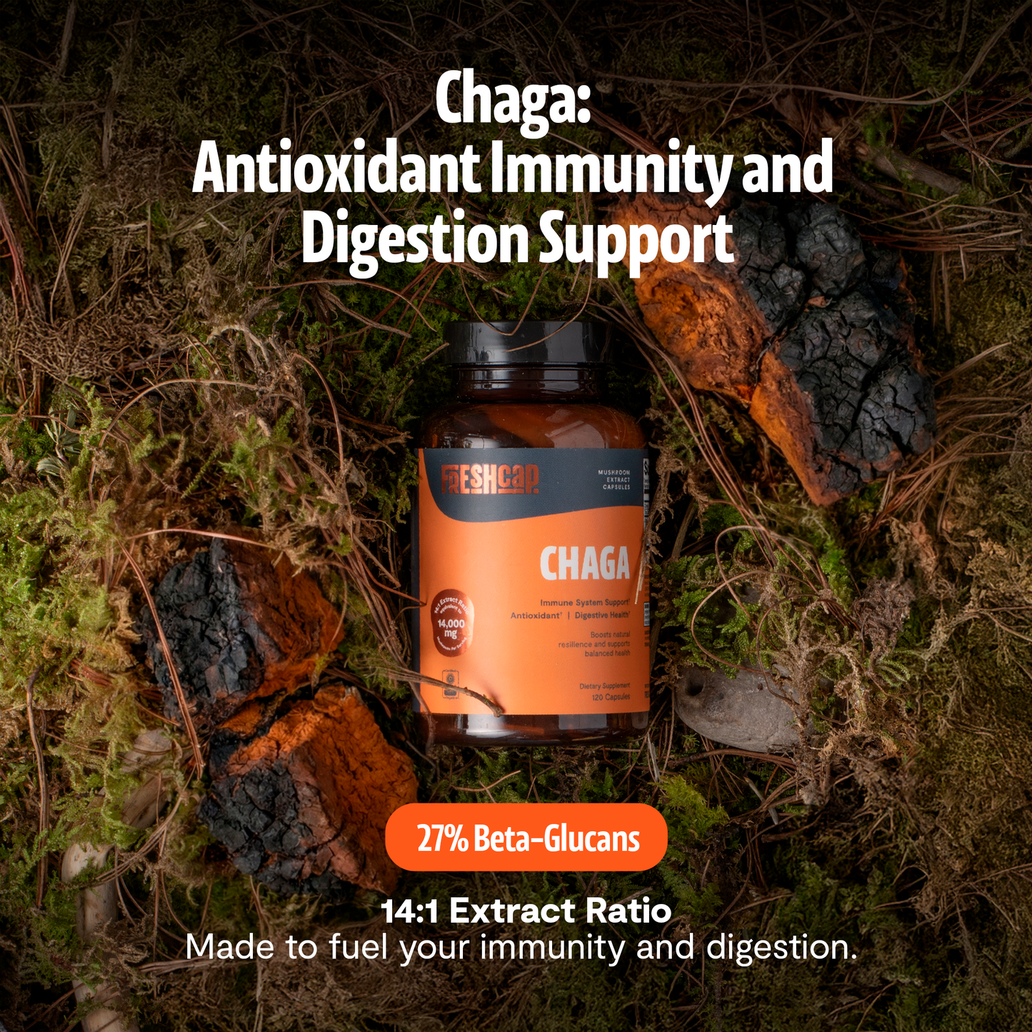 Cápsulas de extracto de hongo Chaga