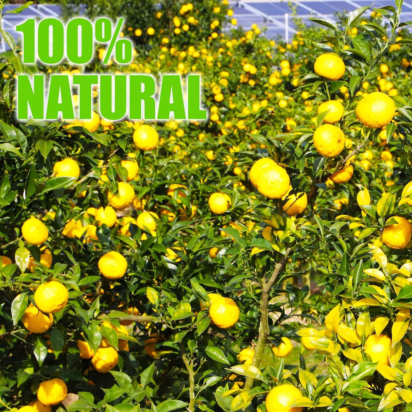 Vinagre de Yuzu Japonés Yamasan – Mezcla de Cítricos Yuzu con Vinagre de Sidra de Manzana
