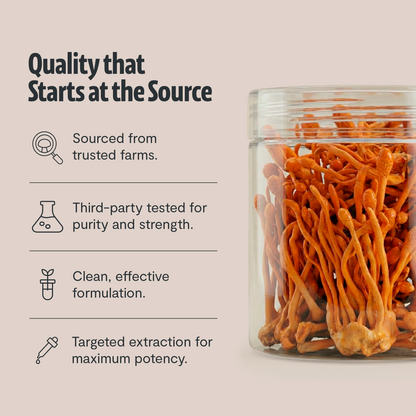 Extracto en polvo de hongo Cordyceps