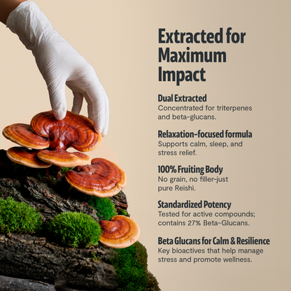 Polvo de hongo Reishi orgánico