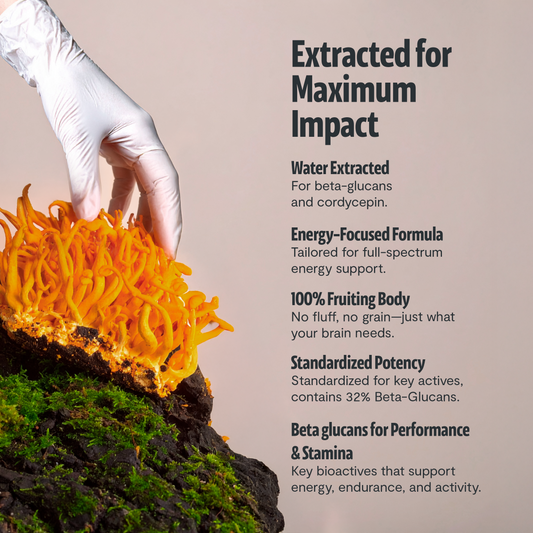 Extracto en polvo de hongo Cordyceps
