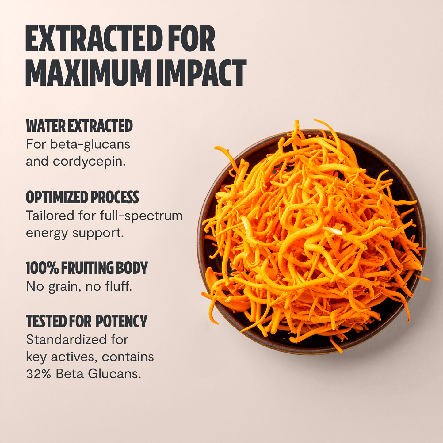 Extracto en polvo de hongo Cordyceps
